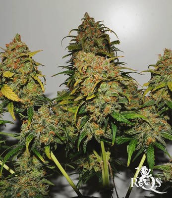 Speedy Chile (Fast Flowering) Speedy Chile (Fast Flowering)
