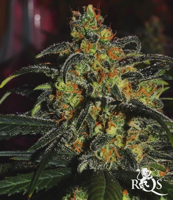 Speedy Chile (Fast Flowering) Speedy Chile (Fast Flowering)