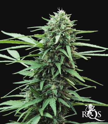 Speedy Chile (Fast Flowering) Speedy Chile (Fast Flowering)