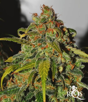 Speedy Chile (Fast Flowering) Speedy Chile (Fast Flowering)