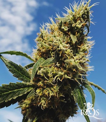 Mother Gorilla (Voorheen Royal Madre) Mother Gorilla (Voorheen Royal Madre)