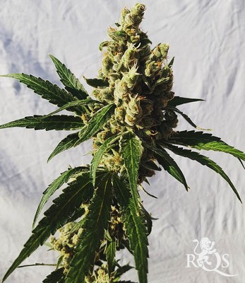 Mother Gorilla (Voorheen Royal Madre) Mother Gorilla (Voorheen Royal Madre)