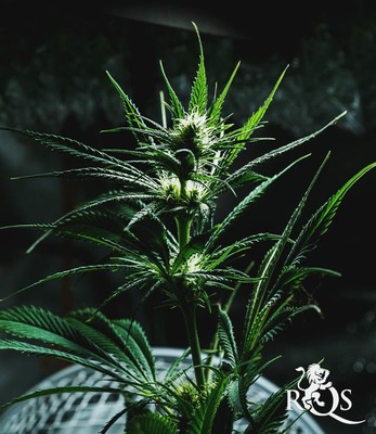 Mother Gorilla (Voorheen Royal Madre) Mother Gorilla (Voorheen Royal Madre)