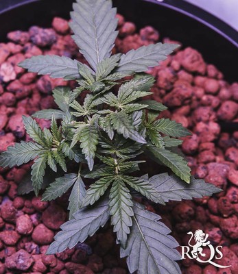 Critical Kush Critical Kush