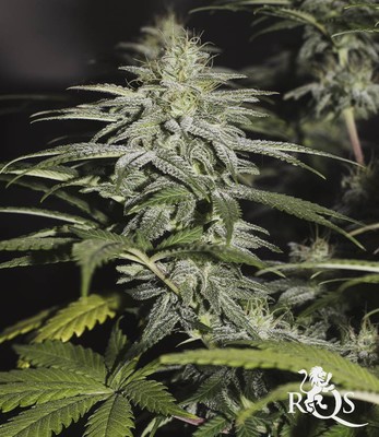 Chocolate Haze Chocolate Haze