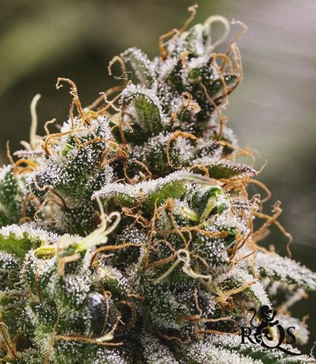 Chocolate Haze Chocolate Haze