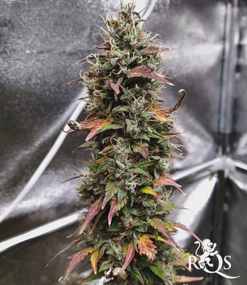 Stress Killer Automatic CBD