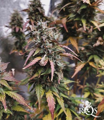 Stress Killer Automatic CBD