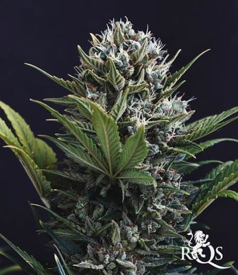 Fast Eddy Automatic CBD