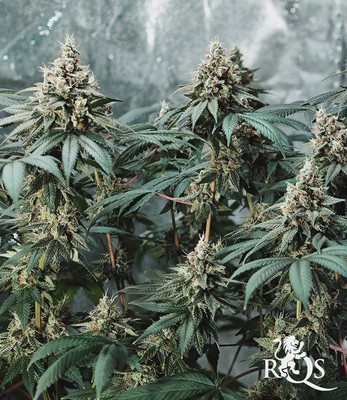 Fat Banana Fat Banana