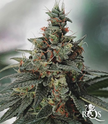 Fat Banana Fat Banana