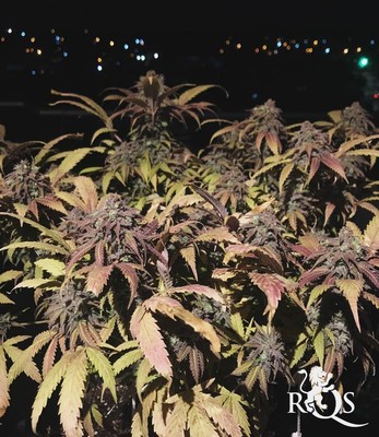 Fat Banana Fat Banana