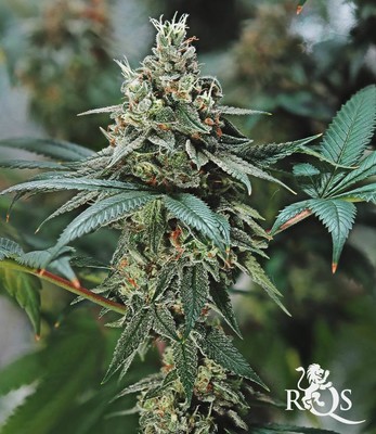 Fat Banana Fat Banana