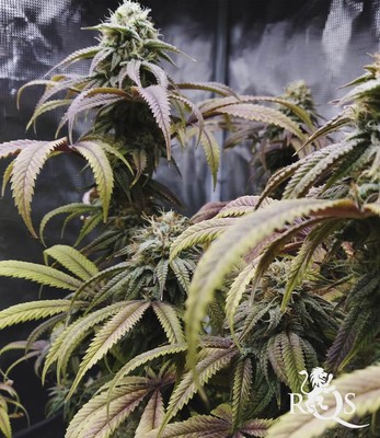 Legendary OG Punch Legendary OG Punch