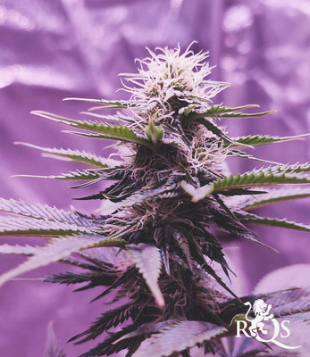 Joanne's CBD Joanne's CBD