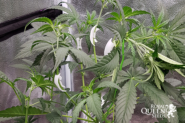 LST Plantenclips van RQS