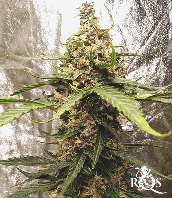 Purple Punch Auto Purple Punch Auto