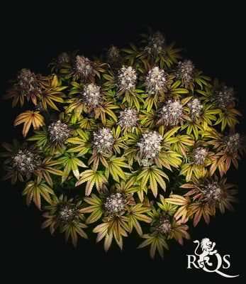 Watermelon  Watermelon