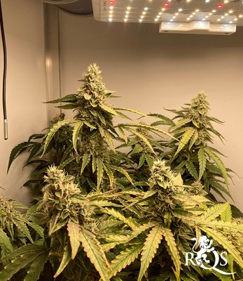 Epsilon F1 Epsilon F1