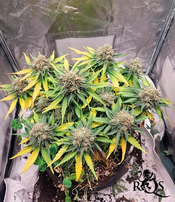 Epsilon F1 Epsilon F1