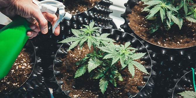 Grow Cannabis With RQS